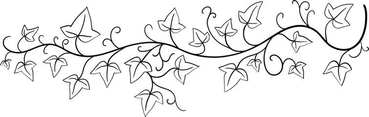ivy plant drawing illustraivy plant drawing illustration.
