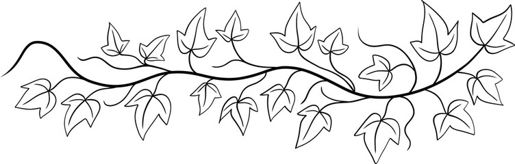 ivy plant drawing illustraivy plant drawing illustration.