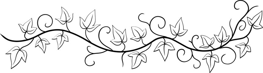 ivy plant drawing illustraivy plant drawing illustration. © tanarch