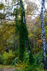 Obraz premium Central park in autumn. Autumn landscape. Fall nature landscape. Autumn nature in Central park. Seasonal fall landscape. Park autumn tree and bush in New York. Scenic picturesque fall