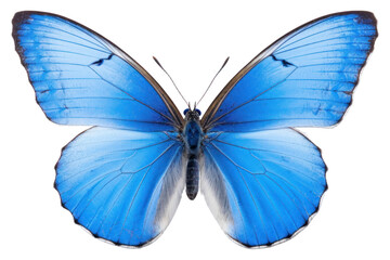 Obraz premium PNG Butterfly animal insect invertebrate.