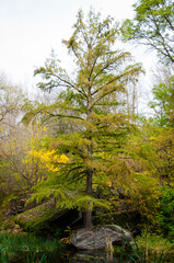 Fototapeta premium Fall tree. Central park in autumn. Autumn landscape. Fall nature landscape. Autumn nature in Central park. Seasonal fall landscape. Park autumn tree and bush in New York. Scenic fall