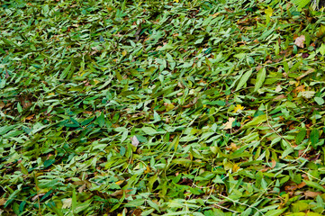 Leaves background. Central park in autumn. Autumn landscape. Fall nature landscape. Autumn nature in Central park. Seasonal fall landscape. Park autumn tree and bush in New York. Scenic fall