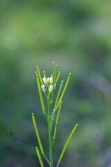 Beautiful close-up photo of a bittercress flower. 