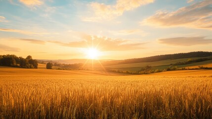 Fototapeta premium Golden hour over an agricultural field, with the setting sun painting a beautiful landscape.