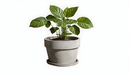 Fototapeta premium cement plant pot isolated white background