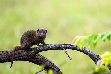 A single Dwarf Mongoose sitting on a branch in the Kruger National Park, South Africa.