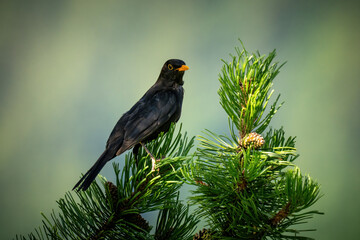 a blackbird male perched on a mountain pine at a summer morning