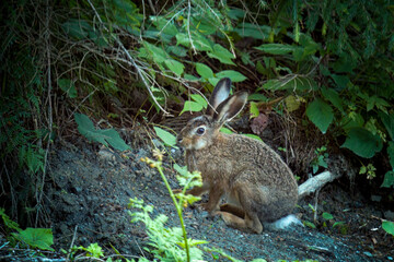 a european hare, lepus europaeus, in the mountain forest at a summer morning
