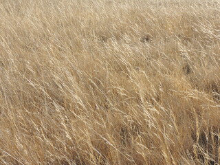 Dry summer grass.
