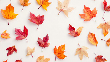 Obraz premium Vibrant autumn composition: colorful maple leaves creating a beautiful pattern against a white backdrop