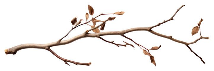 Fototapeta premium PNG Branch plant tree leaf transparent background
