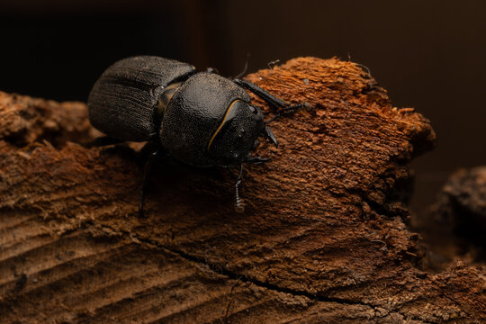 beetle on wood