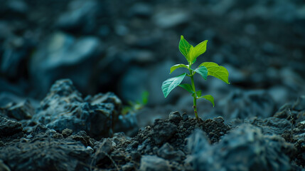 A young plant growing from soil with copy space.