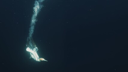 Underwater footage of gannet bird diving and catching fish with shark in shot in Port St Johns, South Africa. Sardine run, wild coast, hunting bait ball. Wild life nature of South Africa, Cape town