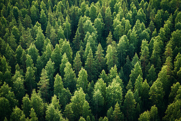 Obraz premium An aerial top view reveals a lush expanse of summer green trees in a rural Finnish forest.