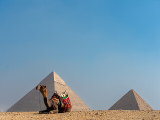 Panoramic view of the Pyramids of Giza with camel in El Cairo Egypt