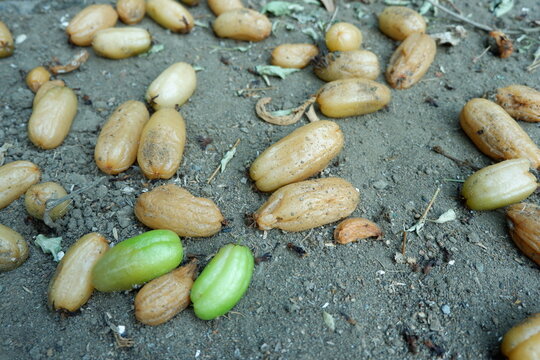 Rotten averrhoa bilimbi fruits on ground. Plantae, Oxalidaceae, Averrhoa, Oxalidales. Many bilimbi fruit fell to the ground. Failure of bilimbi fruit cultivation.