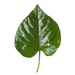 Single Green Leaf on a White Transparent Background PNG