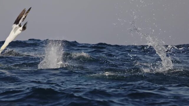Gannets hunting fish diving deep in water. Amazing unique phenomenon. Dolphins play in surf at sunrise on South Africa s magical wild coast. sardine run, Beit ball. Aquatic animals underwater nature.