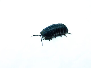 Macro Exploration: Oniscideans or Pill Bugs on White.