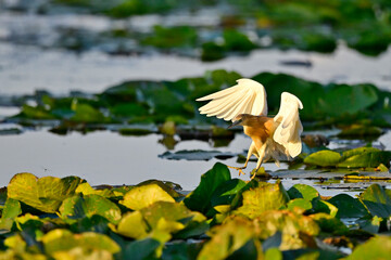 Rallenreiher // Squacco heron (Ardeola ralloides)