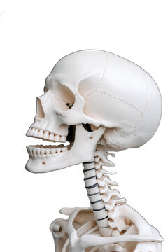 Human skull and neck bones in profile view, isolated on black background.
