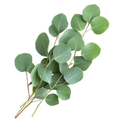 Eucalyptus on a White Transparent Background PNG