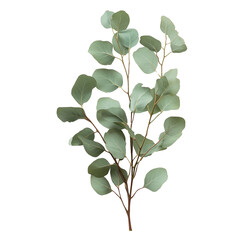 Eucalyptus on a White Transparent Background PNG