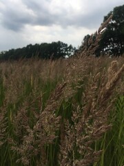 Fototapeta premium grass and sky