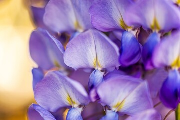 close up of Wisteria flowers