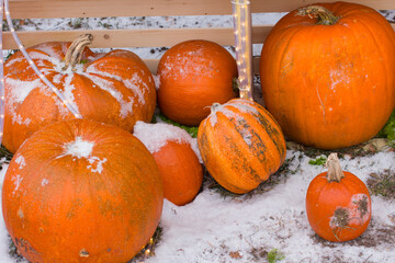 Autumn pumpkin harvest, autumn still life. Pumpkins in yellow foliage