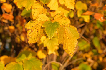Yellow autumn leaves. Picturesque fall park. Park in city. Warm weather. Sunny in autumn.