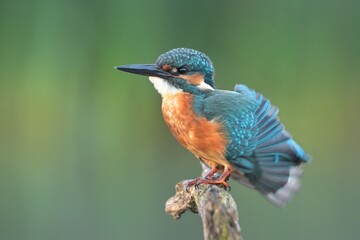 Obraz premium Common kingfisher Alcedo atthis bird songbird wildlife nature predator cock o the north, beautiful animal mountain finch, animal, bird watching ornithology, flower bud fauna wildlife Europe