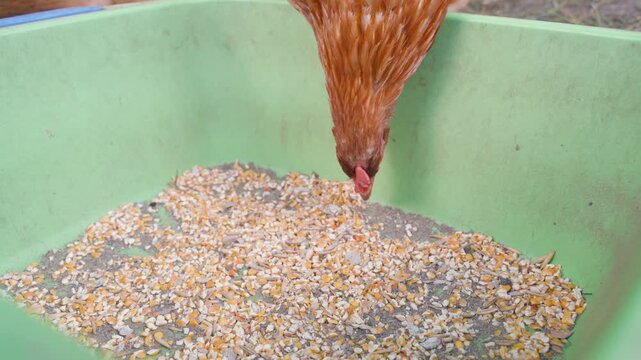 A lohmann brown chicken pecks at the feed grain mixture, close-up