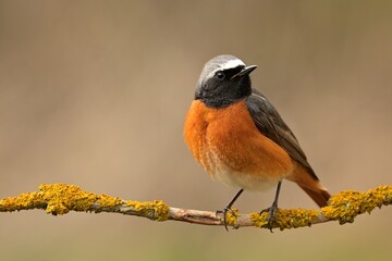 Common redstart Phoenicurus phoenicurus bird songbird wildlife nature predator cock o the north,...