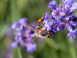 biene, bee, macro, pollen
