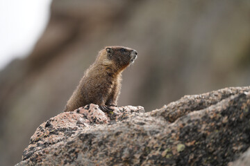 Yellow-bellied Marmot