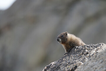 Yellow-bellied Marmot