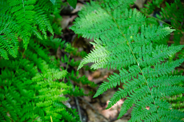 Lush green ferns found in the woods. 