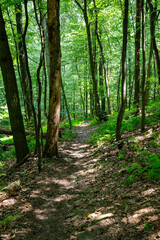 Obraz premium A hiking trail in the woods during daylight hours. 