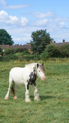 Obraz premium Horses in the field, England: picturesque countryside scenes with grazing equines.