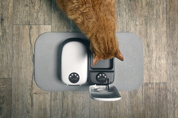 Cute red cat waiting for food by automatic feeder machine. Seen directly above.