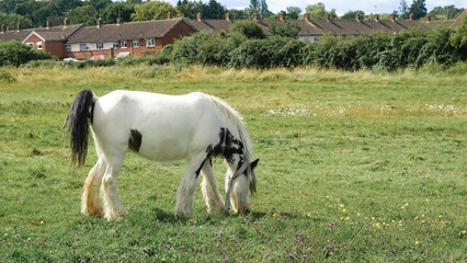 Grazing horses in a picturesque English field: serene, lush countryside view...