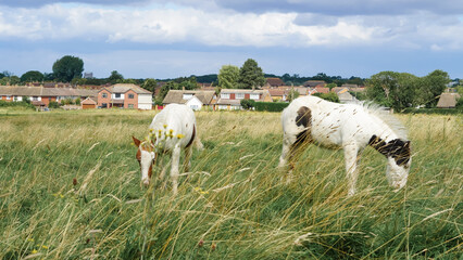 Horses foals in the field, England: picturesque countryside scenes with grazing equines.