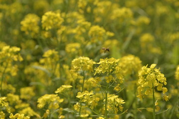 Obraz premium Winter in Bangladesh is the most favorable season of honey production when fields of mustard in most parts of the country are in full bloom. With no exception this year, bee farmers are now quite busy
