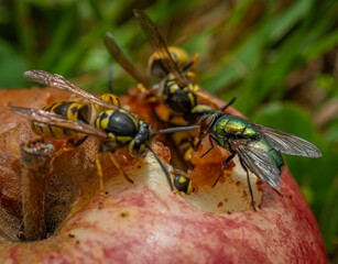 Wasp on rotten apple in green grass in summer hot day