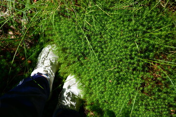 scandinavian moss in the forest