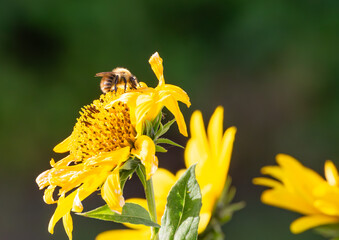 Sonnenblume mit Biene
