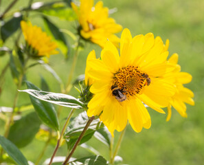 Sonnenblume mit Biene